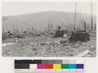 1925 plantation Antelope Mountain Burn, Lassen National Forest, with 1-1 western yellow pine stock from Wind River Nursery