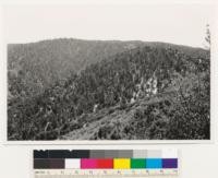 Head of Bear Trap Canyon. Coulter pine-bigcone spruce type on first slopes; sugar pine-bigcone spruce in background. Los Angeles County