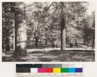 Better stands of Jeffrey pine near summit of Mt. Pinos