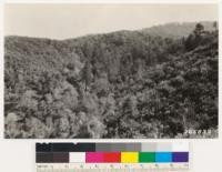 Looking south. Shows bigcone spruce in ravine. Black oak woodland at top of slope. Chaparral, Quercus dumosa and Ceanothus divaricatus. At the right this chaparral has replaced fire destroyed woodland of coast live and Engelmann oak