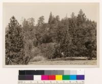 Pine Ridge, Santa Clara County. Ponderosa pine type. Associates: California black oak, madrone, blue oak, buckeye and Arctostaphylos glauca