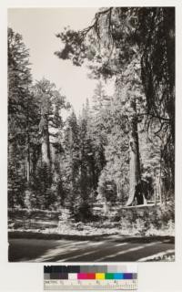 Mariposa Grove. Shows " Grizzly Giant" big tree in Pinus lambertiana, Pinus ponderosa, Abies concolor, Libocedrus decurrens. Understory : Arctostaphylos patula, Castanopsis sempervirens, Pteris aquilina lanuginosa, Chamaebatia foliolosa