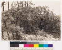 Views of the Arctostaphylos pilosula that is associated with the Coulter pine in the locality shown. This is a species that does not sprout following fire