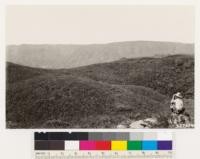 Looking south from Hale B.M. (1932 ft.) Shows Santa Lucia range. Foreground Adenostoma fasciculatum with Ceanothus cuneatus and occasional Arctostaphylos glauca and glandulosa. Note cypress at summit of range