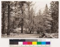 Lower N slope of Mt. Pinos. Jeffrey pine-California black oak type. Occasional canyon live oak and white fir. Kern Co