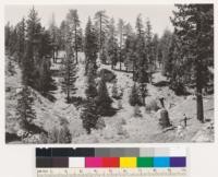 Looking W at selectively logged stand of Jeffrey pine-white fir. Associated species: Prunus emarginata, Symphoricarpos mollis, Chrysothamnus nauseosus. Ventura Co