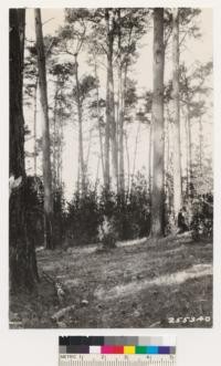 Near Cambria. Virgin Monterey pine stand adjacent young stand (view No. 255339). A.D. Lindsay taking increment core from dominant tree. Total height 121 feet, crown width 39 feet, crown depth 30 ft. DBH 29 inches