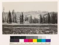 Jonesville, north slopes. Young fir stands; portion killed by fire of 1926