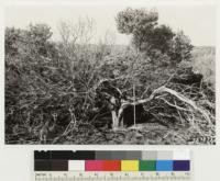 Shows base of stem of old fire injured individual of Arctostaphylos morroensis 1' in diameter, 8' high. Note absence of any burl at base. Also note the rough shreddy bark. Assoc. species: Adenostoma fasciculatum, Quercus agrifolia, Ericameria ericoides, Ceanothus lompocensis