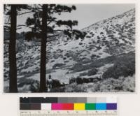 Looking at semibarren Artemisia tridentata-Ceanothus velutinus formation showing stumps of second growth-Jeffrey pine. Land cutover twice and reburned. Jeffrey pine on left. Formerly a timber site. Is it still?