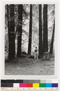 Private campground alongside road from La Honda to Pescadero. Large young growth stand of redwood. Near stream bottom. H.L. Baker in picture. Assoc. sp.: Alder County: San Mateo Map Ref.: Santa Cruz Mt. Unit