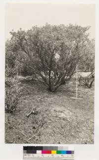 Development of Arctostaphylos nissenana reached on the better sites where the soil is deeper. Height 6 feet (Rule at 3 feet). The form of the bush is typical of all types of development of the species. Head of Martinez Creek, south of Diamond Springs