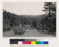 One-half mile east of Mt. Grossman. Second growth ponderosa pine forest in Antelope Creek. Black oak and white leaf manzanita in foreground. Amador County