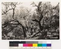 Detail of woodland-grass (weed) type in foreground of #1905. Trees are Quercus dumosa. Ground cover: Nemophila aurita, Big root, Collinsia bicolor, Amsinckia sp., Dodecatheon sp