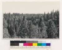 Three-quarters mile W. of Nevada City. Hardwood-conifer mixture dense trees; Conifers, open density and all young growth. Species; Quercus kelloggii, Pinus ponderosa, Pseudotsuga taxifolia, all young growth. Nevada County