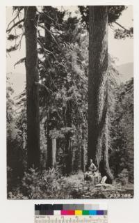 Pure sugar pine on north slope of Santa Lucia Mountain. Associated with Canyon live oak. Brush species: Rhamnus californica, Ceanothus integerrimus and Ribes sp