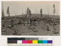 1924 plantation Antelope Mt. Burn, Lassen N.F. Planted October 1924 with 1-2 western yellow pine stock from Wind River Nursery