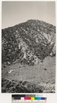 Looking southwest. Foreground desert chaparral. Slopes with bigcone spruce, western yellow pine type on highest point