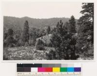 Looking north across Cedar Pines Park. Ponderosa pine-black oak stand. Open ground has grass and bracken. San Bernardino County