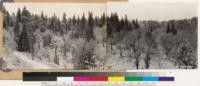 Panorama of white fir and black oak types in Doane Valley looking south and southwest. Black oak, canyon oak and incense cedar associated with W.F. Ground cover: Ceanothus spinosus palmeri and Cornus nuttallii. Ground cover of Black oak: Pteris and Veratrum