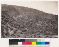 Looking SW from point near highway in Sespe Creek. Note remnants of bigcone spruce destroyed by Natilija fire of 1932. Foreground chaparral Adenostoma fasciculatum, Quercus dumosa, Arctostaphylos glandulosa, Cercocarpus betulaefolius. Ventura Co