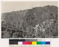 Looking south from point in Bear Camp trail. Shows the sugar pine, white fir stands on the north slope of Big Pine mountain. Canyon oak woodland probably fire type replacing conifers