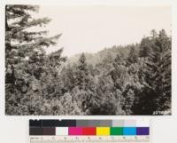 Castle Rock Ridge near Mt. Bielwaski. Looking southeast from highway. Shows mosaic type of Douglas fir, tanbark oak and madrone