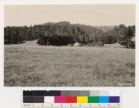 Monterey pine type above coastal plain at Coast Ways Ranch