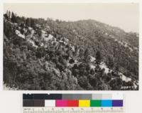 Woodland type (canyon live oak, tanbark oak, madrone, interior live oak and California laurel) on north slope south Fork of Prewitt Creek. Note western yellow pine, Coulter pine on grassy ridge tops and redwood in ravine bottoms