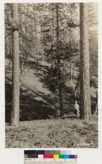 Culled virgin stand of Ponderosa pine, occasional blackoak; ground cover Chamaebatia foliolosa