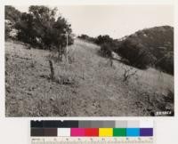 Shows chamise invading abandoned vineyard. In near vicinity Ceanothus sorediatus, Ceanothus cuneatus, Eriodictyon californicum