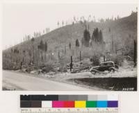 Looking southeast from point on highway to Quincy. California Black oak and Arctosatphylos have replaced Ponderosa pine as result of logging followed by fire