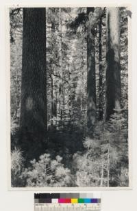 Near Ackerson Meadow. Old-growth yellow pine-sugar pine-white fir-incense cedar stands. Site Quality 200. Toulumne County