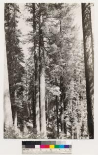 Vicinity of Toulumne Grove of Big trees. Shows view of Sugar pine -White fir stands. Understory shrubs; Rosa sp., Cornus nuttallii, Corylus rostrata, Arctostaphylos patula, Ceanothus integerrimus, Ceanothus parvifolius, Chamaebatia foliolosa, Pteris aquilina