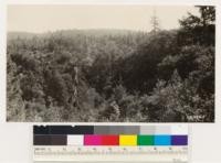 1 mile north of Wagner Ranch, Lake County. Showing canyon oak woodland with douglas fir, western yellow pine, sugar pine and incense cedar; also pure knobcone pine and occasional digger pine. Background of chamise and mixed brush