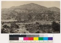 Looking west across Ventura River mouth of Matillija Canyon. Showing conglomerate sage-mixed chaparral type. Rhus laurina is prominent