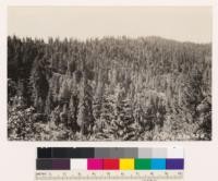 Shasta County looking N at SE slope. Sugar pine- ponderosa pine Douglas fir type with black oak