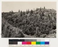 Douglas fir site on south slope now occupied by a dense woodland of Quercus agrifolia and Arbutus menziesii. Note scattering Douglas fir and tanbark oak. Brush on north slope in foreground is chiefly Ceanothus incanus