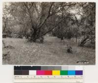 Inside woodland type of blue oak, interior live oak, digger pine. See Plot 7, Sacramento Quadrangle