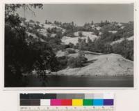 Ridgewood Ranch. Grass-hardwood type. Garry oak. Associated species: Pseudotsuga taxifolia