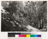 (Same locality as #302517) Shows detail of branching and layering habit of Arctostaphylos parryana. Note 3 ft. rule with 1 ft. cross piece at base. On ridge top just above this slope Ceanothus greggii, Quercus dumosa, Artemisia tridentata and Ephedra californica occur in association with Pinon. On slope Arctostaphylos parryana seems to be principal associate of Pinon in this locality