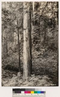 On road from Orick to Bald Hills. Redwood-Douglas fir type. Ground cover: Lithocarpus densiflora, Rhododendron californicum, Gaultheria shallon, Vaccinium ovatum, Vaccinium parvifolium, Polystichum sp., Iris sp., Berberis nervosa, Oxalis oregona. Same as No. 265695