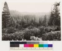 One quarter mile west of national forest boundary on Groveland-Yosemite highway. Looking south. Shows young growth stands of Ponderosa and Sugar pine and Incense cedar. Chaparral shrubs chiefly Arctostaphylos viscida