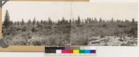 2.5 miles south of Ione. Panorama looking northeast and east at Ponderosa pine, Interior live oak type. Understory shrubs: Adenostoma fasciculatum and Arctostaphylos viscida