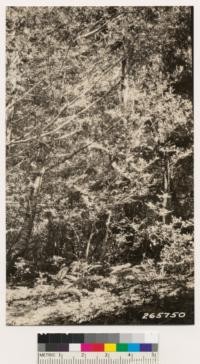 Cedar-Head camp trail. Interior of woodland type.(Lithocarpus densiflora and Castanopsis chrysophylla) with Douglas fir poles and reproduction. Note dense jungle-like character of this type