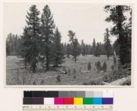 1.5 miles east of Ash Pan Butte. Very open conifer timber stand of Jeffrey pine - Ponderosa pine. Assoc spp.: Chrysothamnus bloomeri. Shasta County