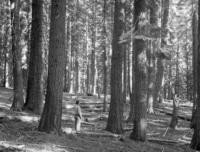 On Horse Creek road about 12 miles from Horse Creek P.O. and about 2.5 miles from Siskiyou Summit. Fir type of 90% white fir and 10% red fir 12 mi. on exposed flat bench. Estimate site 150-175. Note fallen dead trees from snow damage