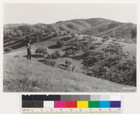 Shows Douglas oak-grass type. Quercus dumosa woodland type on point of ridge. Monterey Co