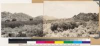 Panorama looking east and southeast. Shows Artemisia tridentata type and Adenostoma sparsifolium type. Note clump of Quercus palmeri in foreground. Trees in background are Quercus agrifolia