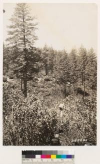 Looking west at a ponderosa pine type on a north slope. Timberland chaparral in foreground consists of Arctostaphylos viscida, Photinia arbutifolia, Ceanothus cuneatus, Rhus diversiloba, Ericameria arborescens. In this type black oak and interior oak are frequent and blue oak and Digger pine occasional. There are down ponderosa pine trees as well as snags in this brushfield